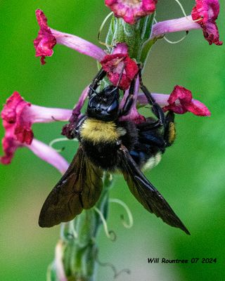 5F1A4699 American Bumble Bee .jpg