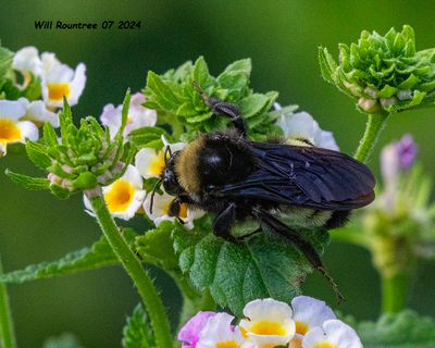 5F1A4722 American Bumble Bee .jpg