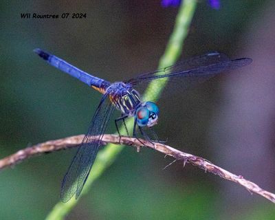 5F1A4729-2 Blue Dasher .jpg