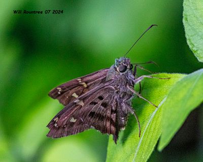 5F1A4734 Skipper .jpg