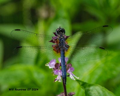 5F1A4762 Blue Dasher .jpg