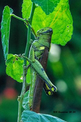 5F1A4818 Grasshopper .jpg