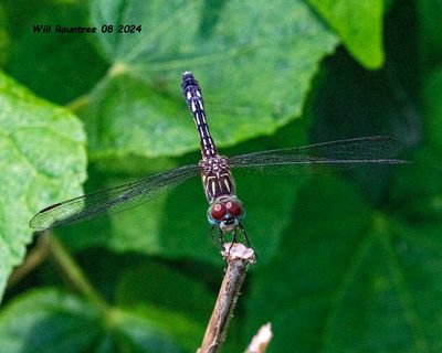 5F1A4829 Blue Dasher .jpg