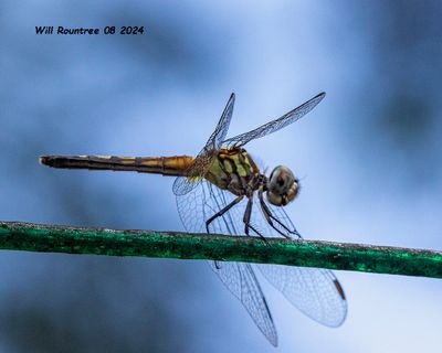 5F1A4830 Blue Dasher .jpg