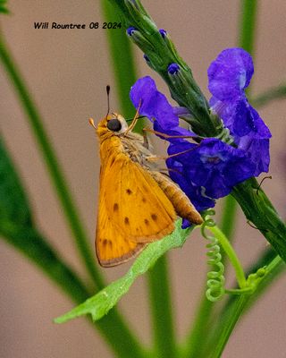 5F1A4851 Fiery Skipper .jpg