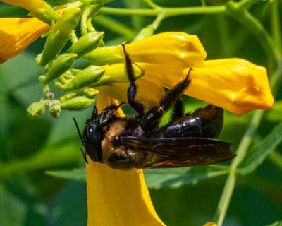 5F1A4856 Eastern Carpenter Bee .jpg
