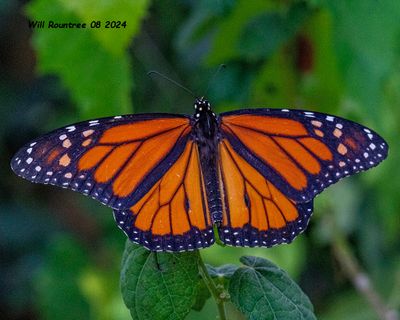 5F1A4867 Monarch .jpg