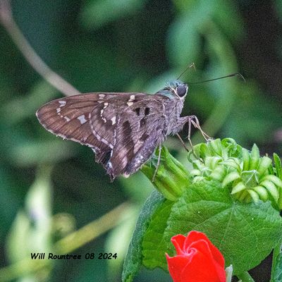 5F1A4873 Long-Tailed Skipper .jpg