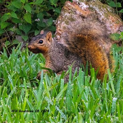 5F1A4877 Fox Squirrel .jpg