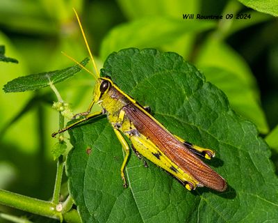 5F1A4905 Grasshopper .jpg