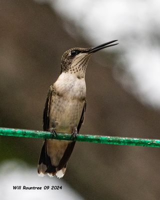 5F1A4919 Ruby-throated Hummingbird .jpg