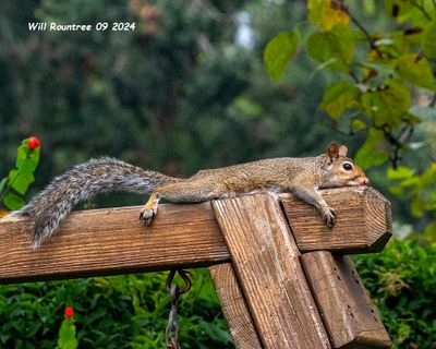 5F1A4937 Gray-Fox Hybred Squirrel .jpg