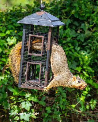 5F1A4971 Squirrel feeder .jpg