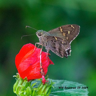5F1A4991 Long-tail Skipper .jpg
