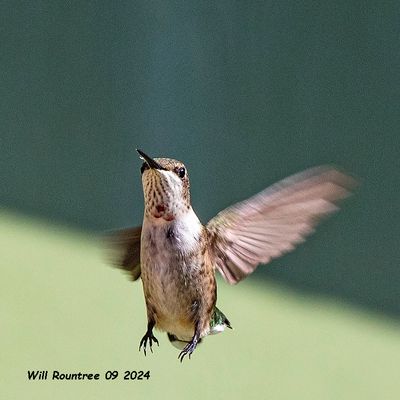5F1A5050 Ruby-throated Hummingbird .jpg