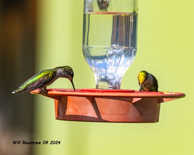 5F1A5063 Ruby-throated Hummingbirds .jpg