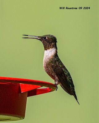 5F1A5075 Ruby-throated Hummingbird .jpg