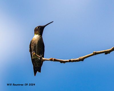 5F1A5094 Ruby-throated Hummingbird .jpg