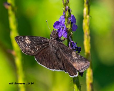 5F1A5199 Funereal Duskywing .jpg