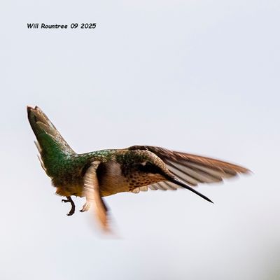5F1A5899 Ruby-throated Hummingbird .jpg