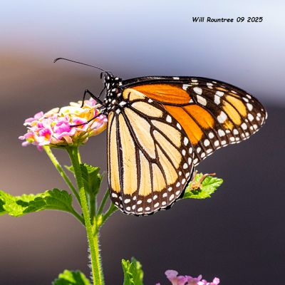 5F1A5914 Monarch .jpg