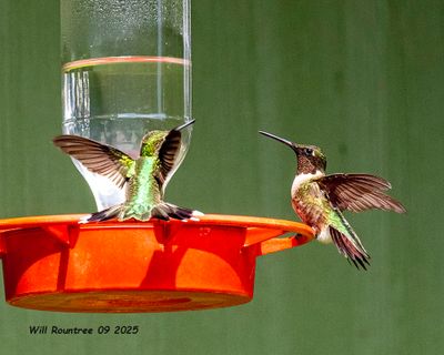 5F1A5959 Ruby-throated Hummingbirds .jpg