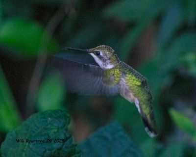 Ruby-throated Hummingbird 6028 copy.jpg