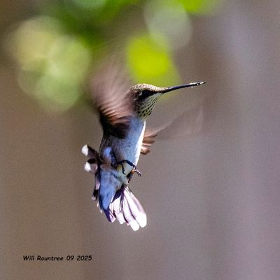 Ruby-throated Hummingbird 6064 copy.jpg