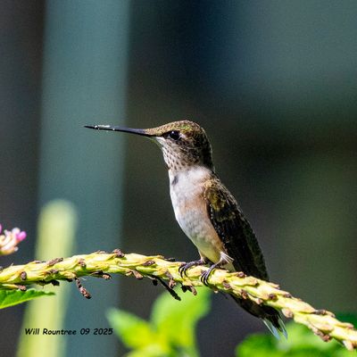 Ruby-throated Hummingbird 6067 copy.jpg