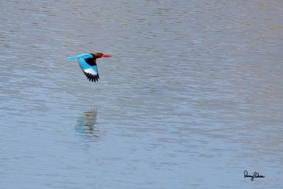 Stork-billed and White-throated Kingfishers