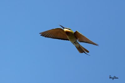 Blue-tailed Bee-eaters