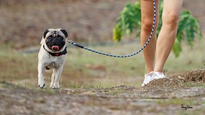 NOT A BIF. My 3-year old male pug Burrito takes a long walk around the Orchard.

Shooting Info - Maambal Orchard, Pozorrubio, Pangasinan, Philippines, May 6, 2023, EOS 5D MIII + EF 400 DO IS II,
400 mm, f/4.0, 1/500 sec, ISO 800, manual exposure in available light, hand held, major crop resized to 1920 x 1080. 