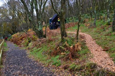 Bute Forest