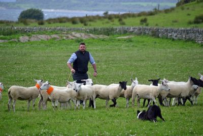 Sheep Dog Trials of Bute 2023