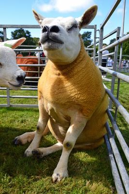 Bute Agricultural Show 2024