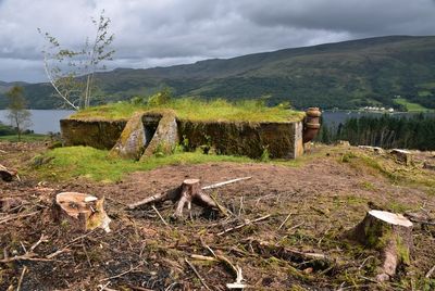 Bute Forest