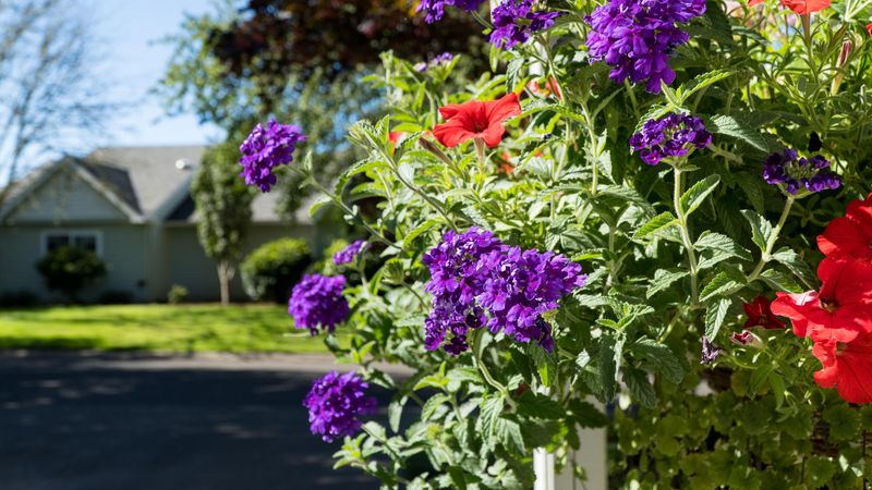 Mom and Dad's Driveway