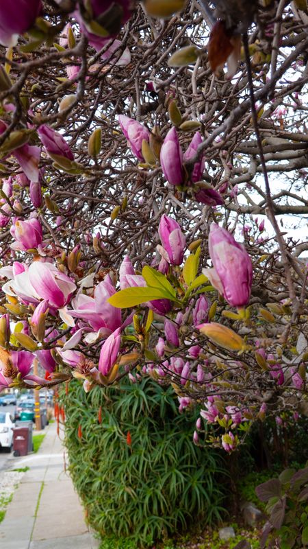Magnolia Tree in Oakland