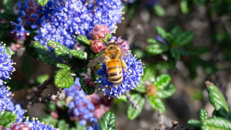 Bees taking advantage of a warm February Day