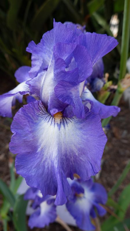 Big Purple Iris