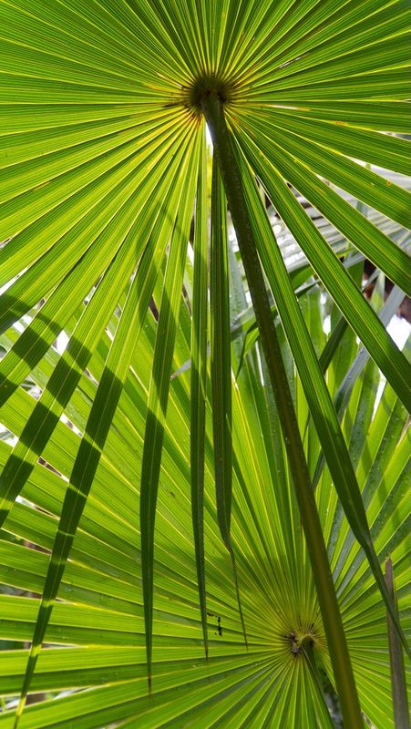 Chit Palm