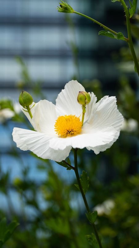 Flower at Salesforce Park