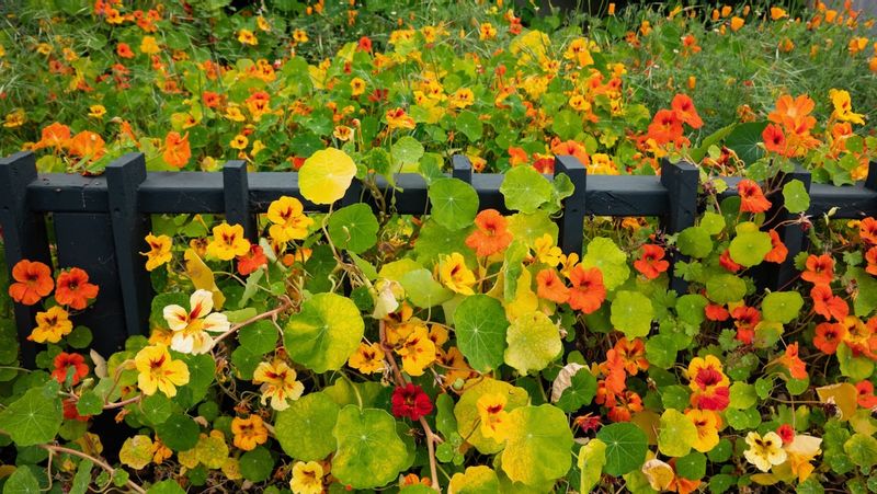 Emeryville Flowers