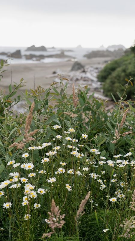 Harris Beach State Park