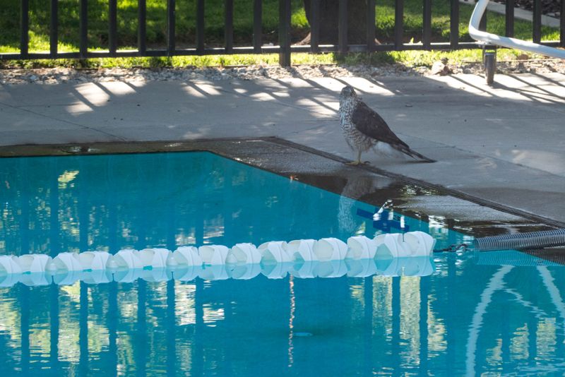 Morning drink at the pool