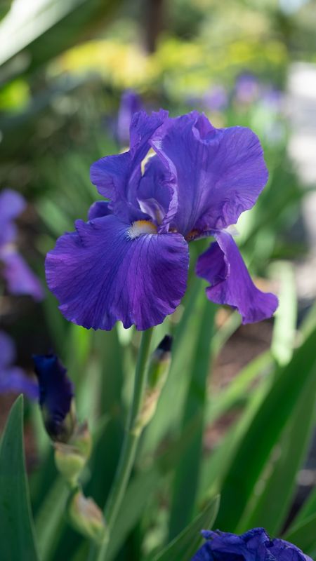 Iris