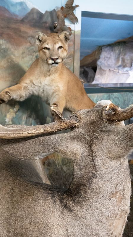 Mountain Lion Taxidermy at the Baker Heritage Museum