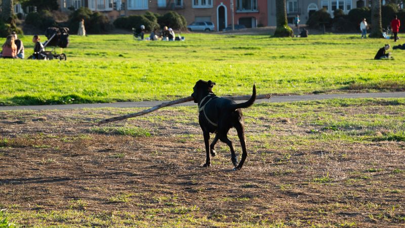This dog at Fort Mason Great Meadow looked super proud of his big stick