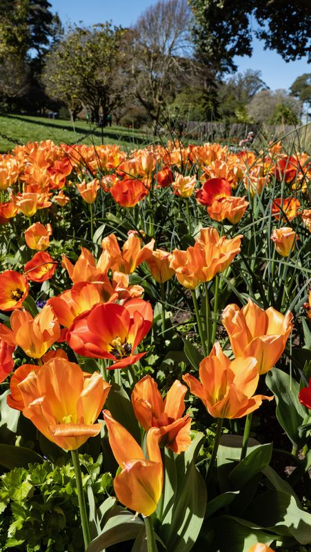 Botanical Gardens Tulips