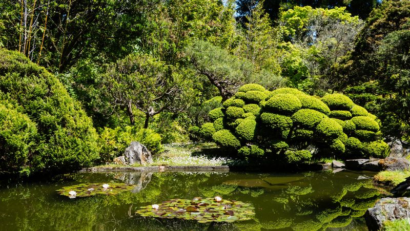 Japanese Tea Garden Lily Pond